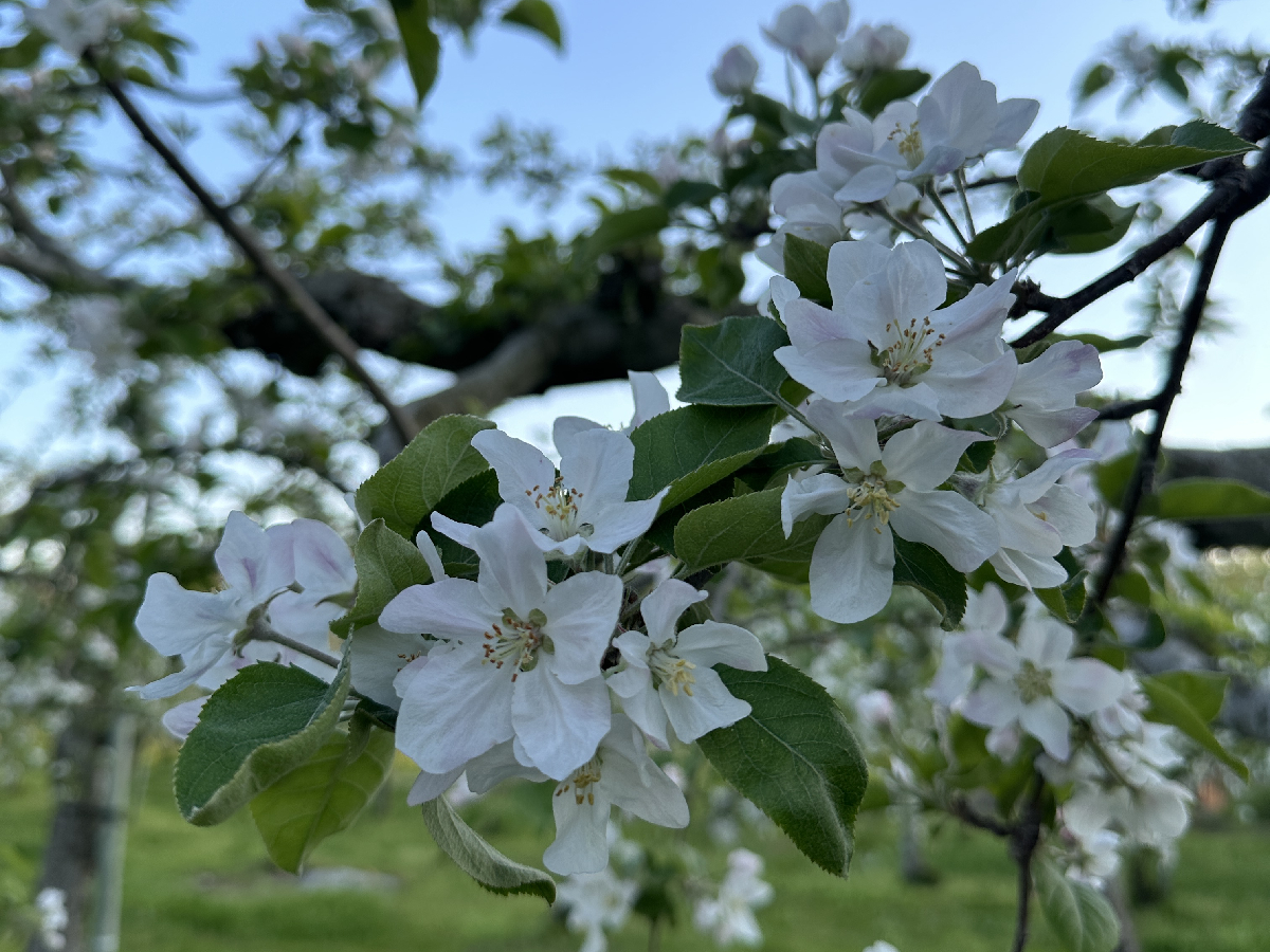 りんごの花